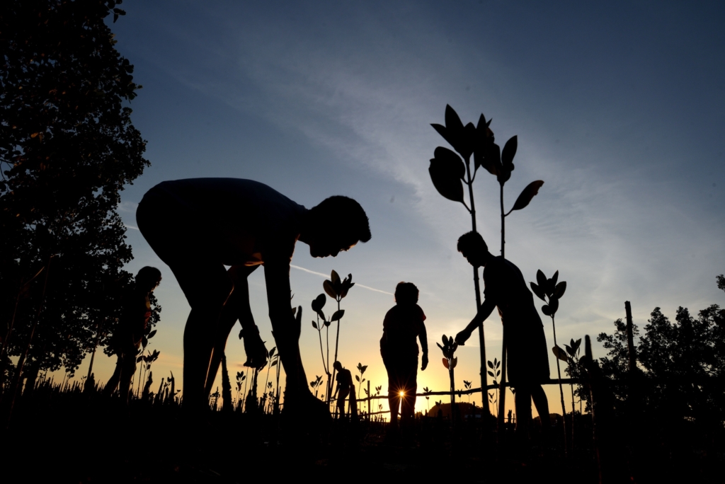 Mangrove insurance in the Philippines, and beyond: protecting nature and communities 